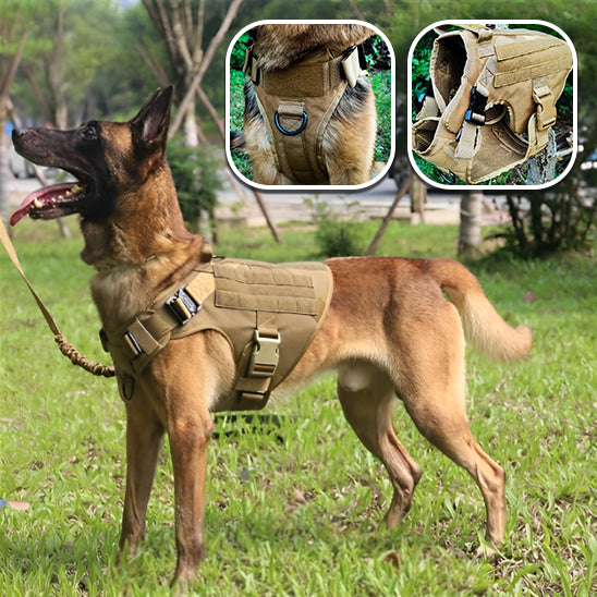 Harnais pour Chien