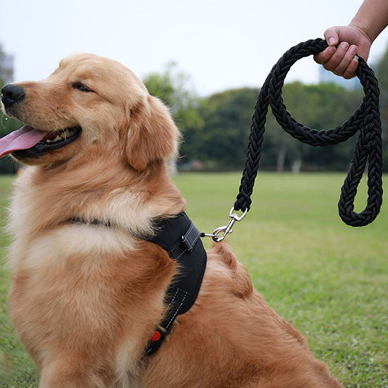 lointain regard pour balade avec laisse de chien confort
