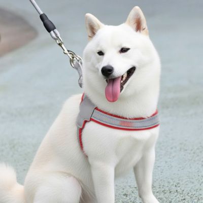 beau chien avec harnais chien