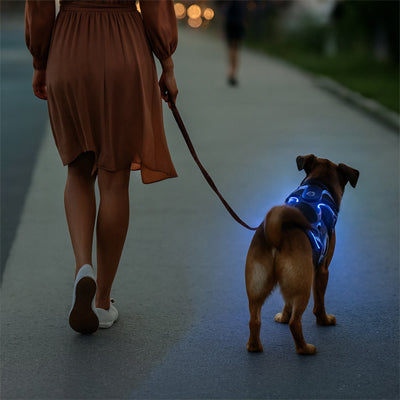 belle sortie nocturne avec harnais chien