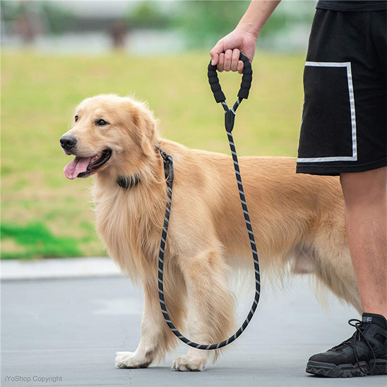 bonne compagnie avec laisse pour chien