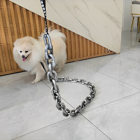 caniche en securite avec sa laisse de chien