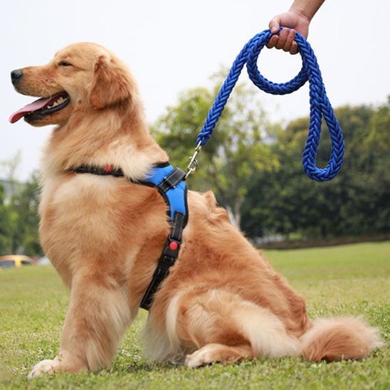 chien pret-pour-promenade-laisse-de-chien-securise