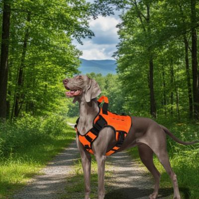 chien pret pour randonnee avec harnais chien