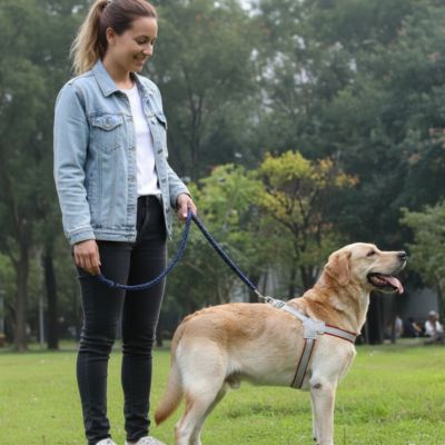 chien-tout-confortable-avec-harnais-chien
