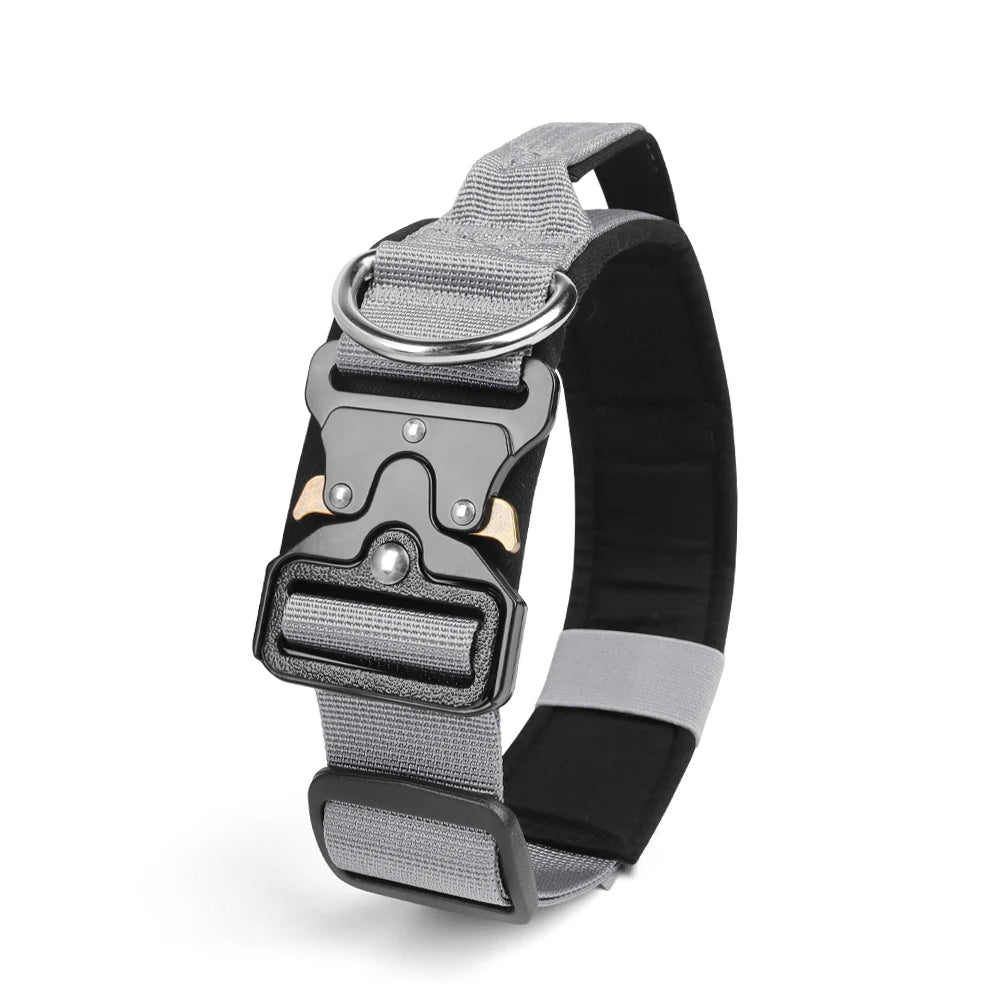 collier chien gris avec boucle