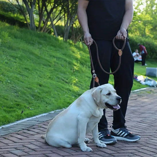 debut de marche avec la laisse de chien
