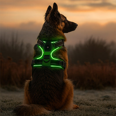 essentielle securite avec harnais chien