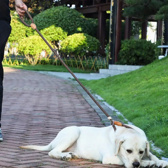 fini la balade avec la laisse de chien