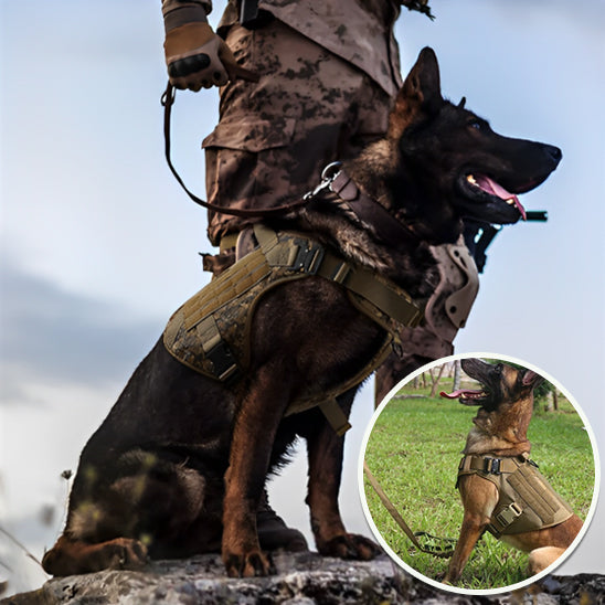 Harnais pour Chien