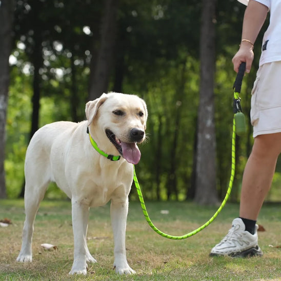 heureuse pormenade avec laisse pour chien securise