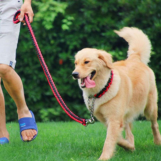 heureux avec sa laisse de chien