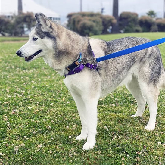 laisse pour chien bleu