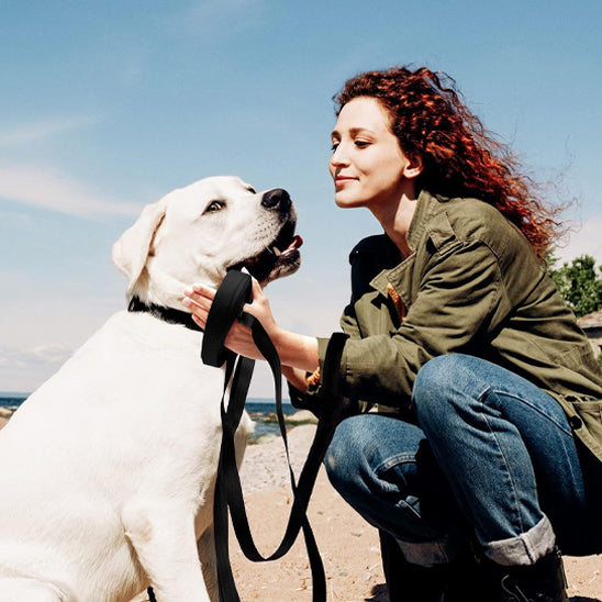laisse pour chien calin