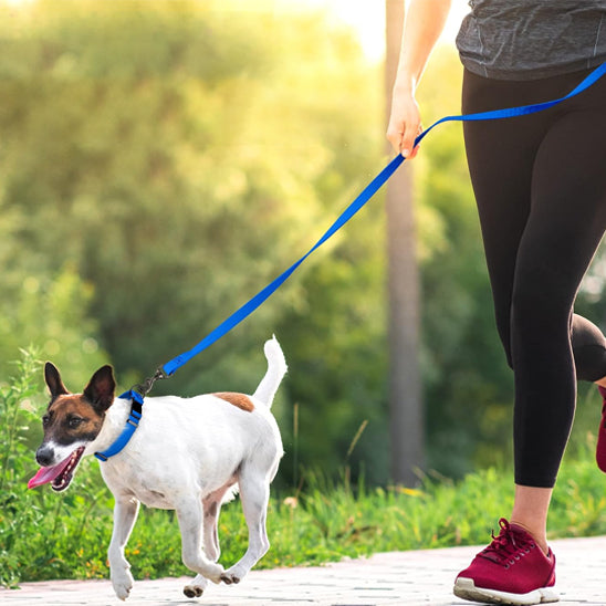 laisse pour chien course