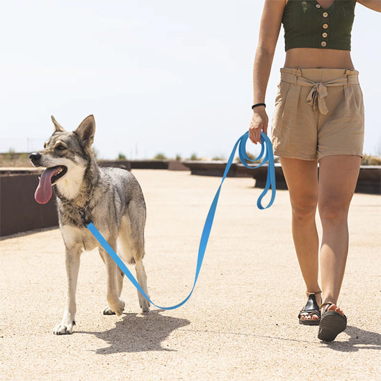 laisse pour chien promenade