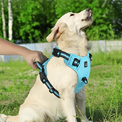 lien et aide l' education avec harnais chien
