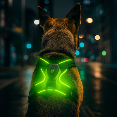 mon chien vu de loin la nuit harnais chien