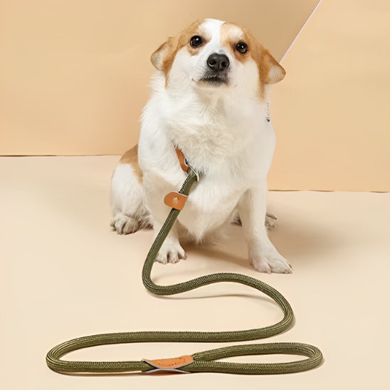 notre ami reclamant une balade avec sa laisse de chien