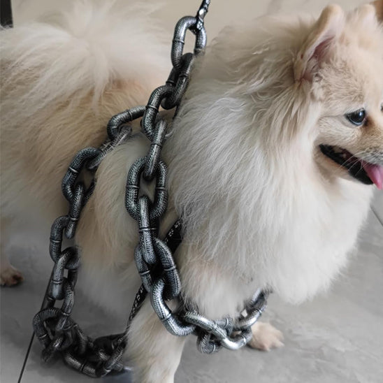notre-compagnon-avec-sa-laisse-de-chien