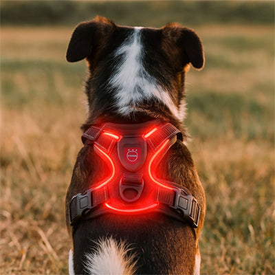 preparatif de sortie nocturne avec harnais chien