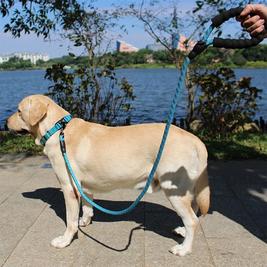 promenade avec laisse pour chien securise