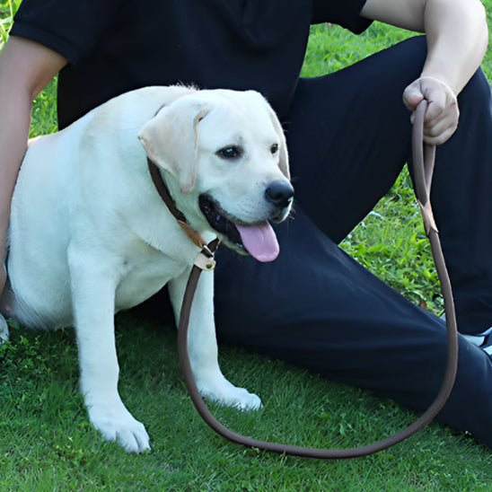 repos merite apres balade avec laisse de chien